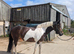 REDUCED - Looking for a new home