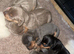 Miniature Dashunds for sale 3 girls left