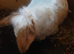 White brown rabbit for sale