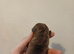 Staff x patterdale
