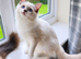 Stunning Lilac Mitted Ragdoll