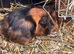 Baby Guineapigs