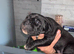 Cane corso puppies