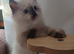 Female ragdoll kittens