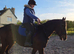 Amazing 16hh stunning 5 year old tb gelding