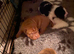 Shar-pei x Ridgeback mixed breed