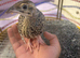 Hand tamed Kala teetar male chick