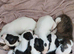 Staff x american bulldog