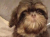 imperial shih tzu ready now