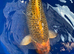 English koi / Ghost
