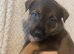 Belgian Mali x German shepherd