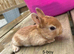 ️ Gorgeous mini Rex ️
