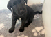 Black Labradors boys and girls