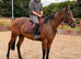 15,1 mare, 4 year old