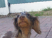 Miniature longhair female
