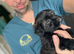 1 toy shihpoo boy