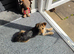 Patterjack x pom