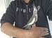 Super hand tamed baby cockatiel