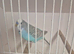 Sky blue male