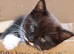 Beautiful mixed breed kittens for sale