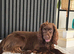 1 beautiful puppy for sale