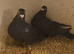 Jansen black pair