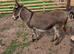 Miniature Mediterranean donkey