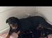 Rottweiler puppies