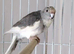 Female Kakarikis