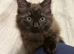 Lilo – Stunning Maine Coon x British Shorthair with Rare Inhibitor Gene