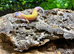 Tangerine Blizzard Leopard Gecko at Birmingham Reptiles