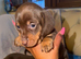 Puppys