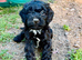 Beautiful cockapoo puppies for sale