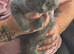 8week old British shorthairs