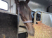 3 year old Bay filly 15.2hh