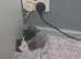 gorgouse kittens