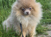 Female pomeranian lilac with tan points