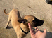 Belgian malinois