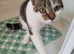 British Short Hair Maine coone cross kitten