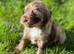 MERLE COCKER SPANIELS!!