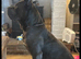 Cane Corso Puppies &ndash; 1 female left!