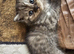 Stunning & Unique Kittens for Sale