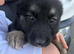 German shepherd puppies