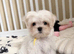 KC Korean line toy/mini maltese puppies