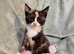 7 beautiful kittens ready for loving homes
