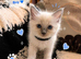 Ragdoll Blue Point Kittens