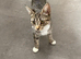 Female 1 year old cat