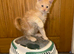 TICA Registered Maine Coon Kittens. Delivery it's available!