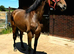 Lovely Irish Draught x Warmblood Mare