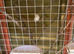 Hen cock canaries